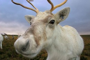 reindeer1